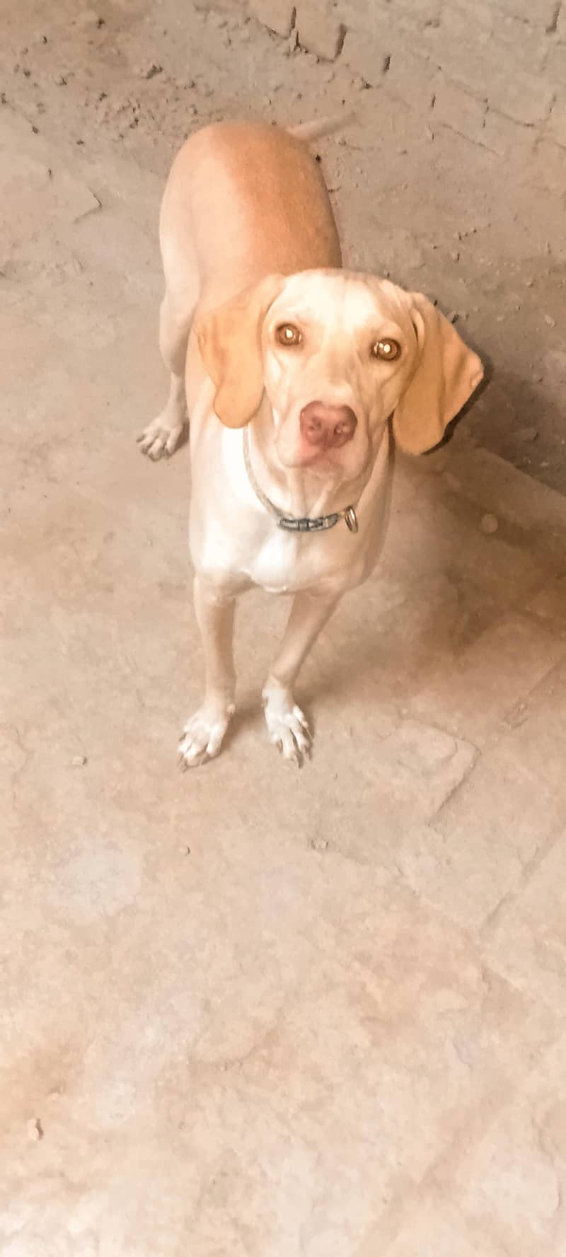 pointer female dog 0