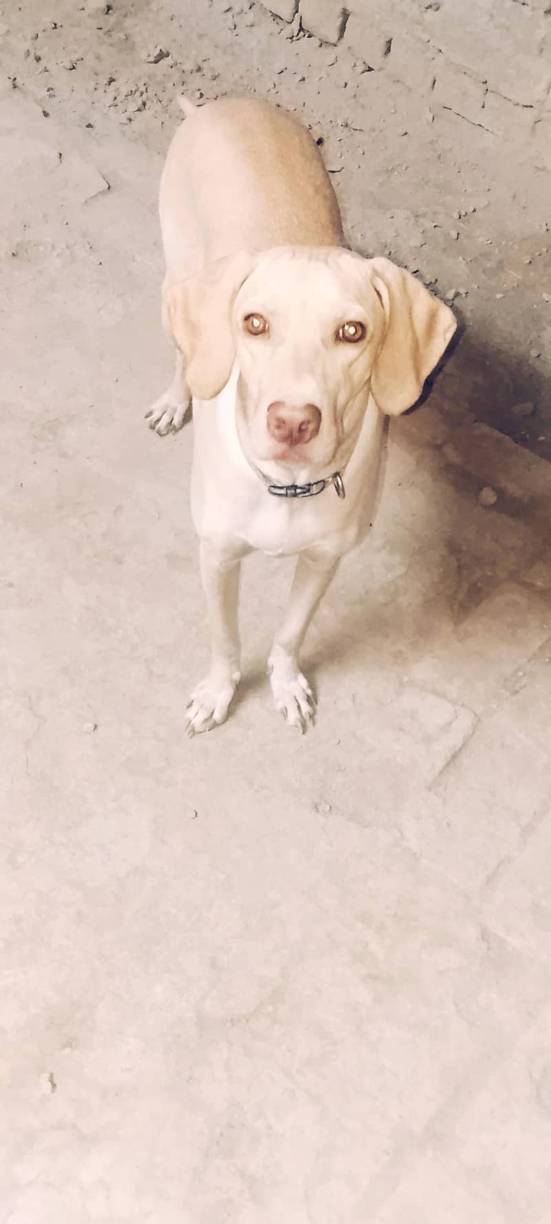 pointer female dog 1