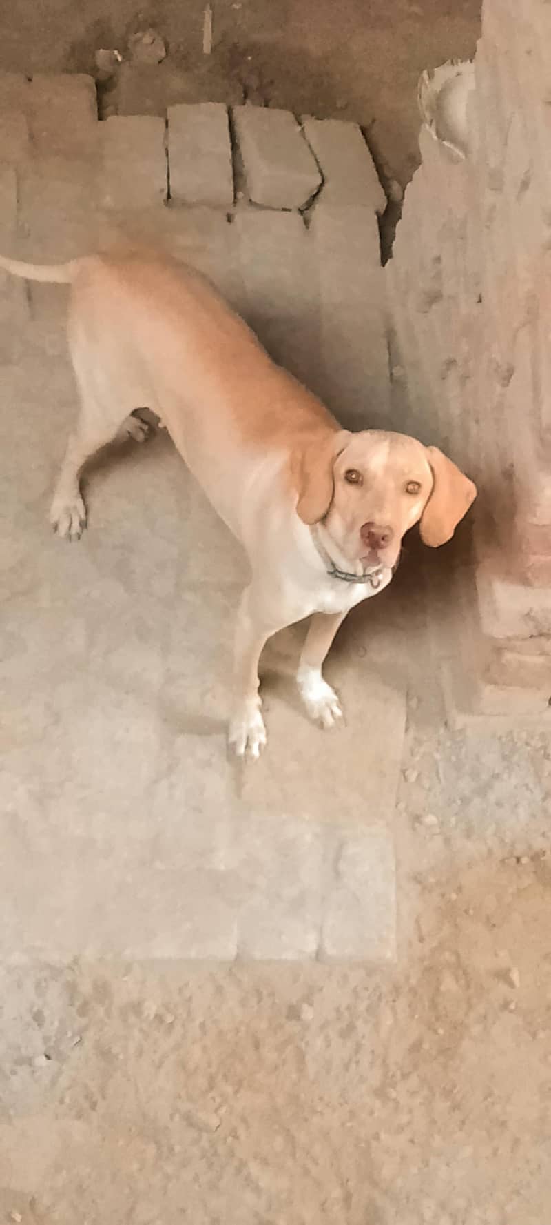 pointer female dog 2