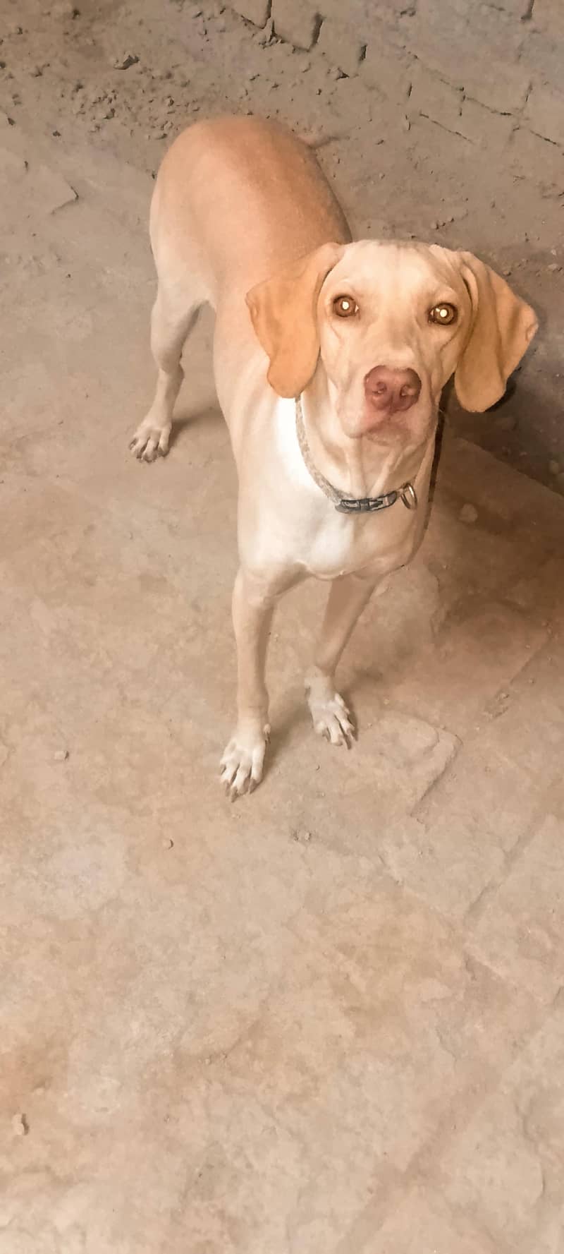 pointer female dog 3