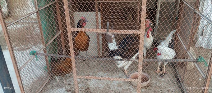 White murgha and murgi