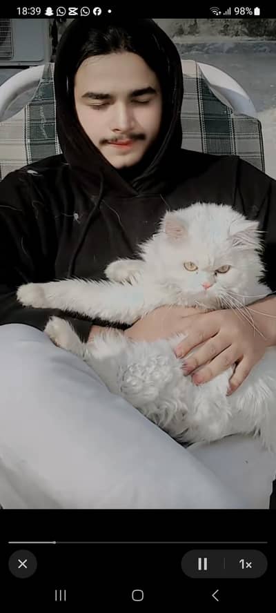 white persian