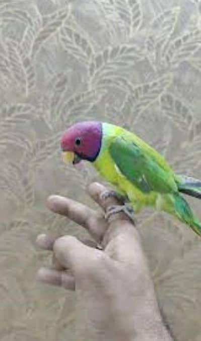 palam had baredar meal