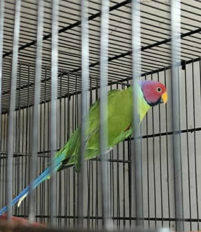 palam had baredar meal