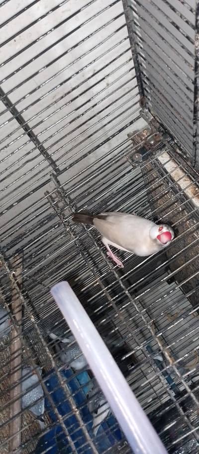 fown jawa red eyes male