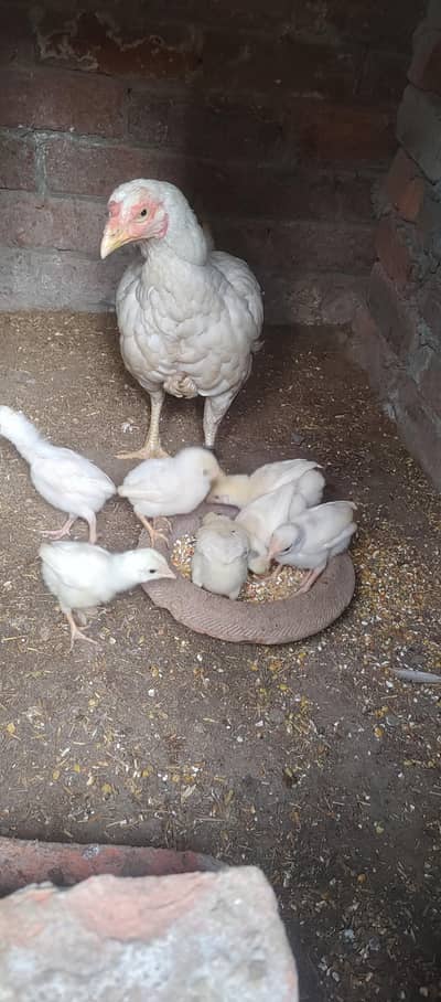 Madi with paper white chicks