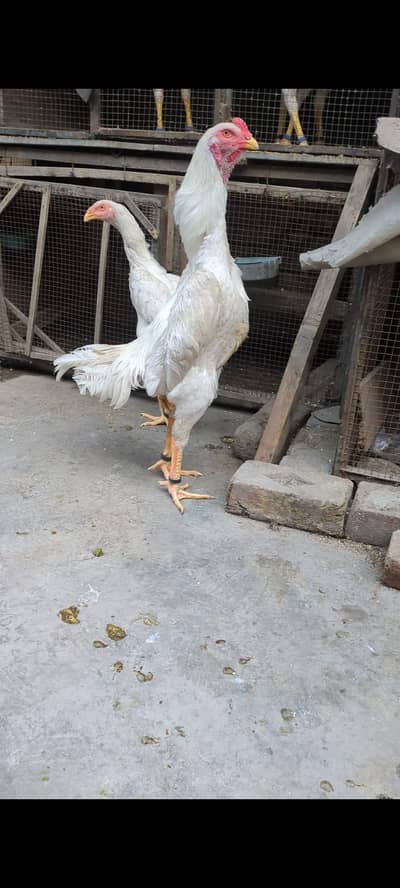 pure white king oh shamo egg &chicks available