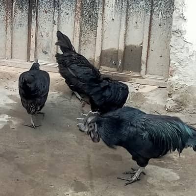 3 murgi 1 murga 03244533164