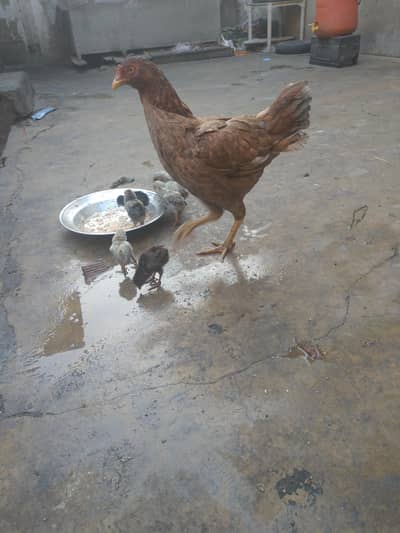 aseel murgi with 7th child