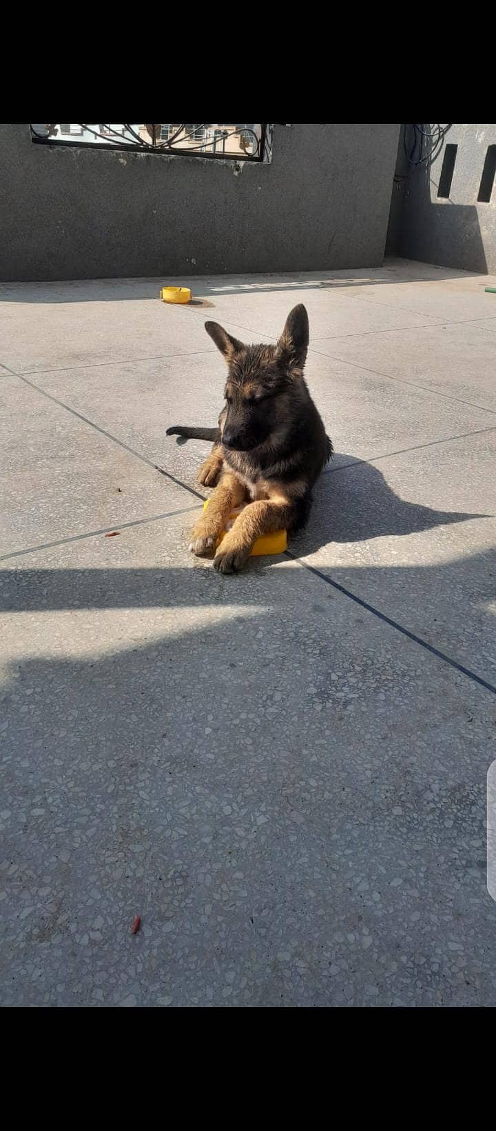 German shepherd duel code 0