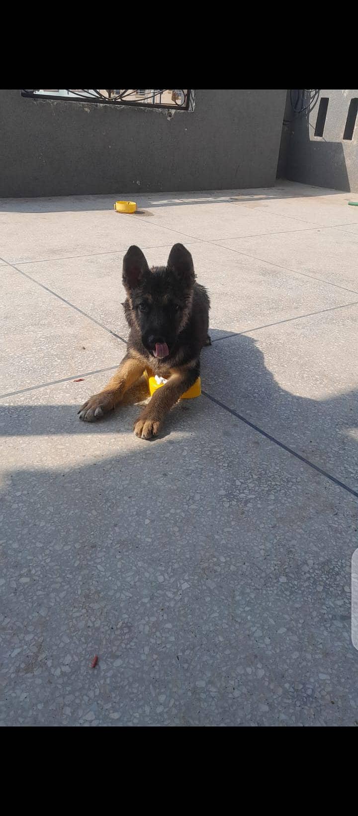 German shepherd duel code 1