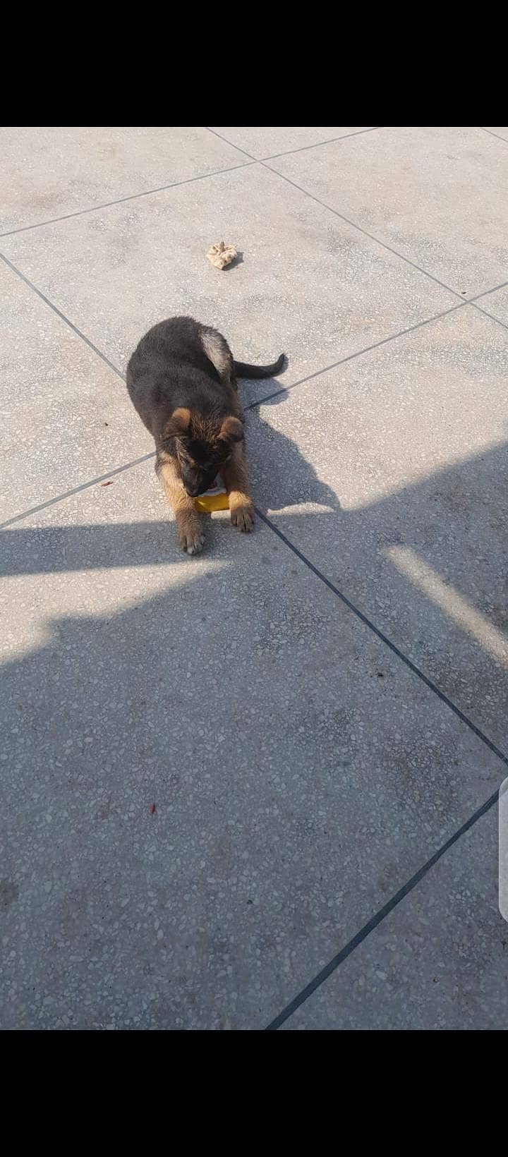 German shepherd duel code 2