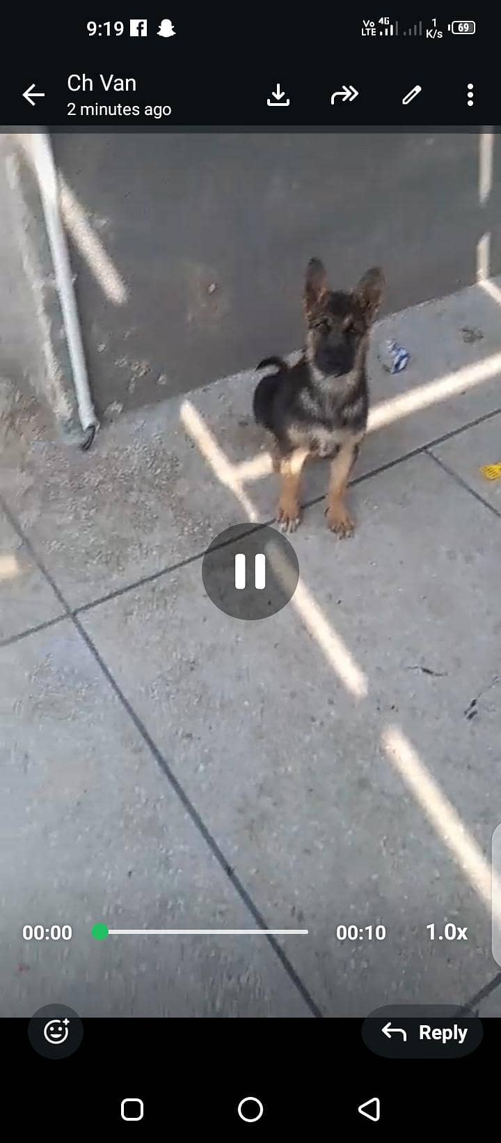 German shepherd duel code 3