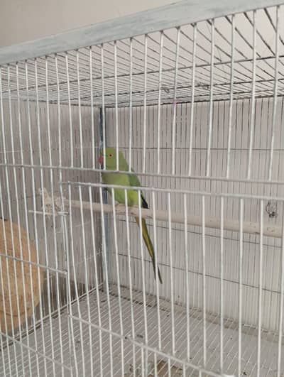 green parrot