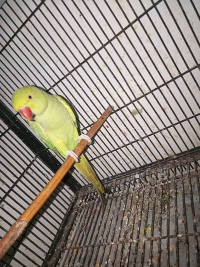 raw parrot healthy and active