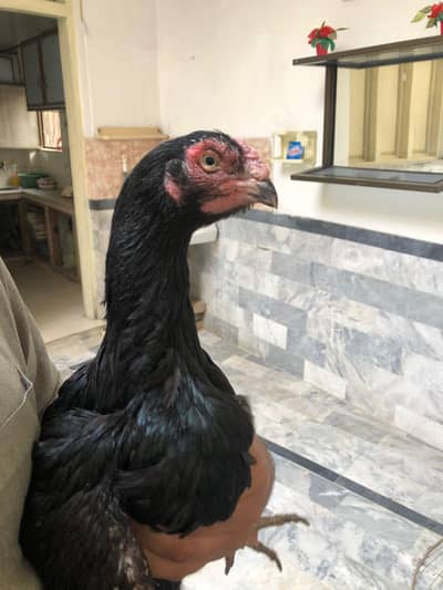 Lasani aseel 03079633395 whatsapp