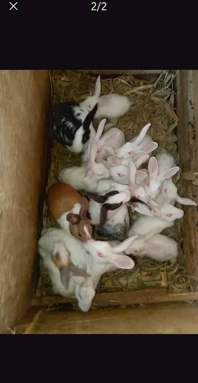 rabbit red eyes available 4 Months