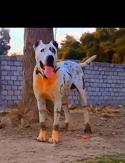 bully dog bully dog 15 mahine age for sale double body