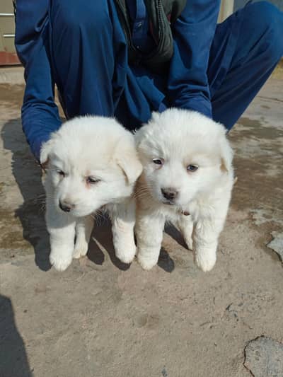 Russian Puppies Females