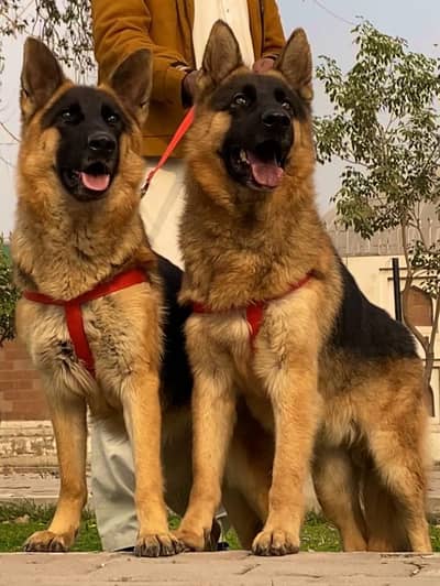 German shepherd dogs for sale