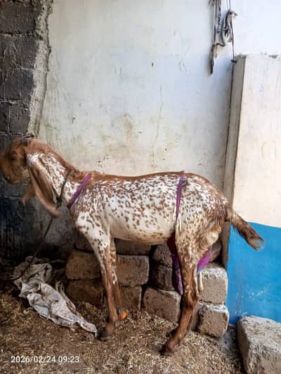 makhichini bakri with male kid