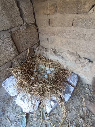 Fresh duck eggs and duck available!