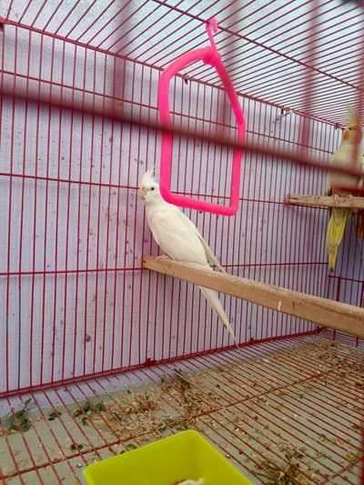 cocktail ready to breed