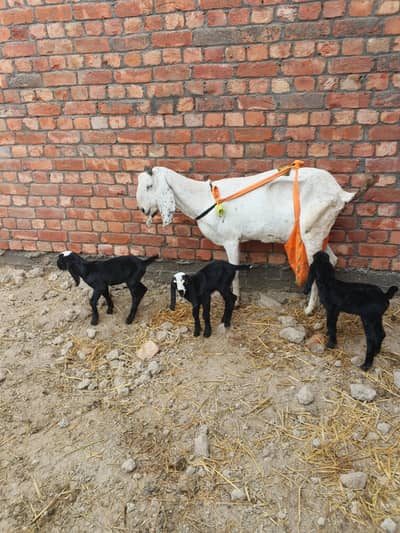 Goat for sale in Lahore  with 3kids