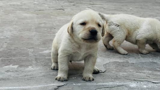 British Labrador retriever puppies are available for sale