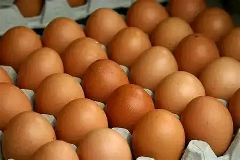 lohman brown hens — photo 3