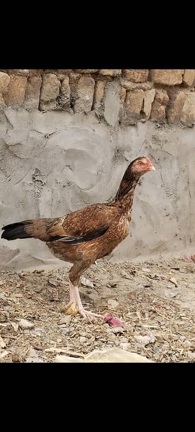 Aseel eeg laying madi / Aseel murgi/ Murgi for sale/