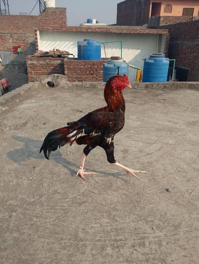 pure aseel Pakistani breed lakha patha