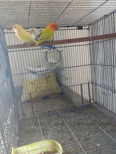 3 piec of love birds pair with egg
