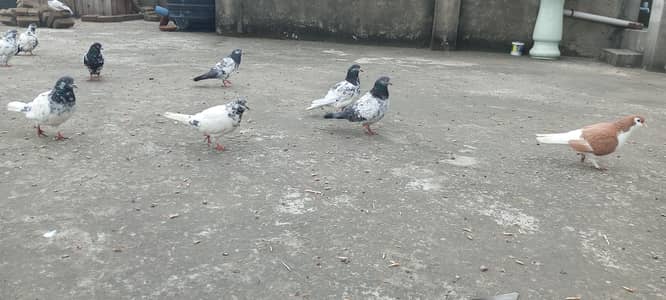 Healthy Pigeon Pair For Sale