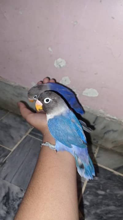 Hand Tame Lovebirds