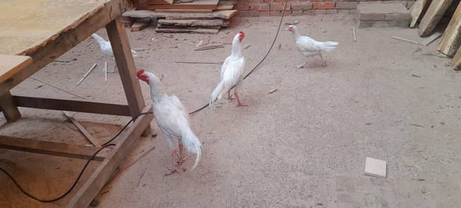 Heera Aseel  Breeder pair / Aseel heera / Male and Female Available