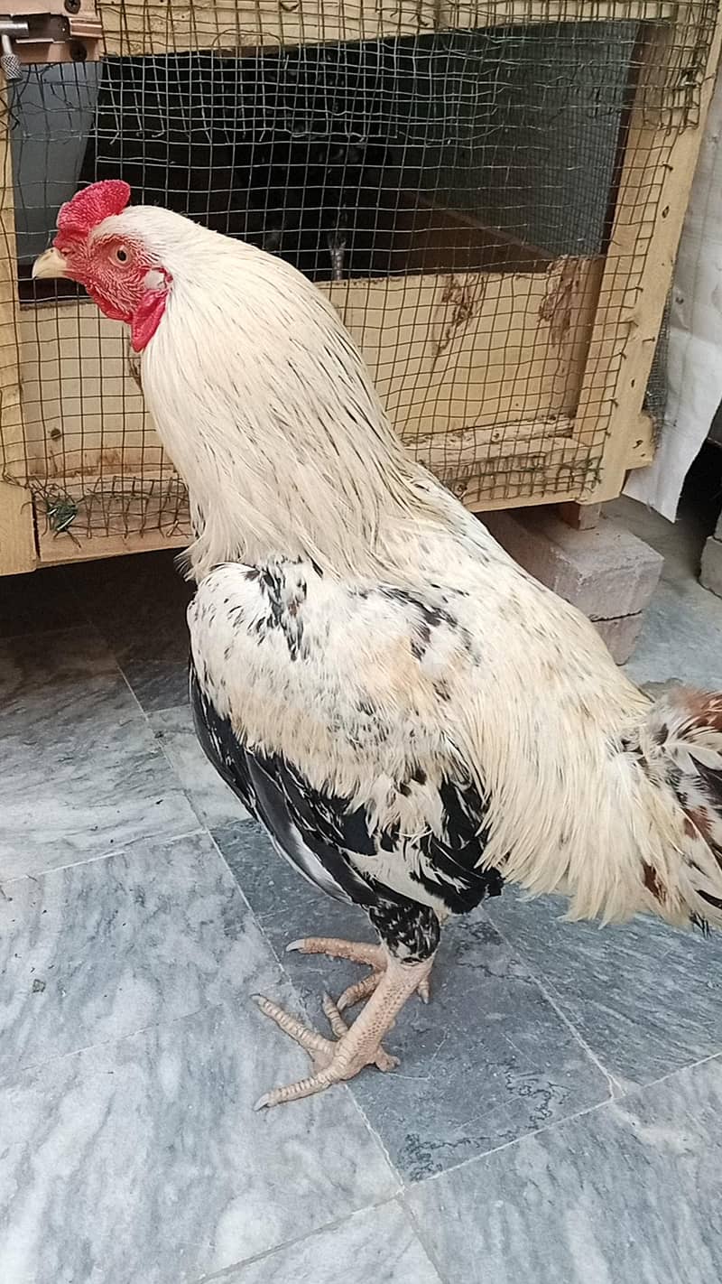 Aseel Java 2 Breeder pairs 10