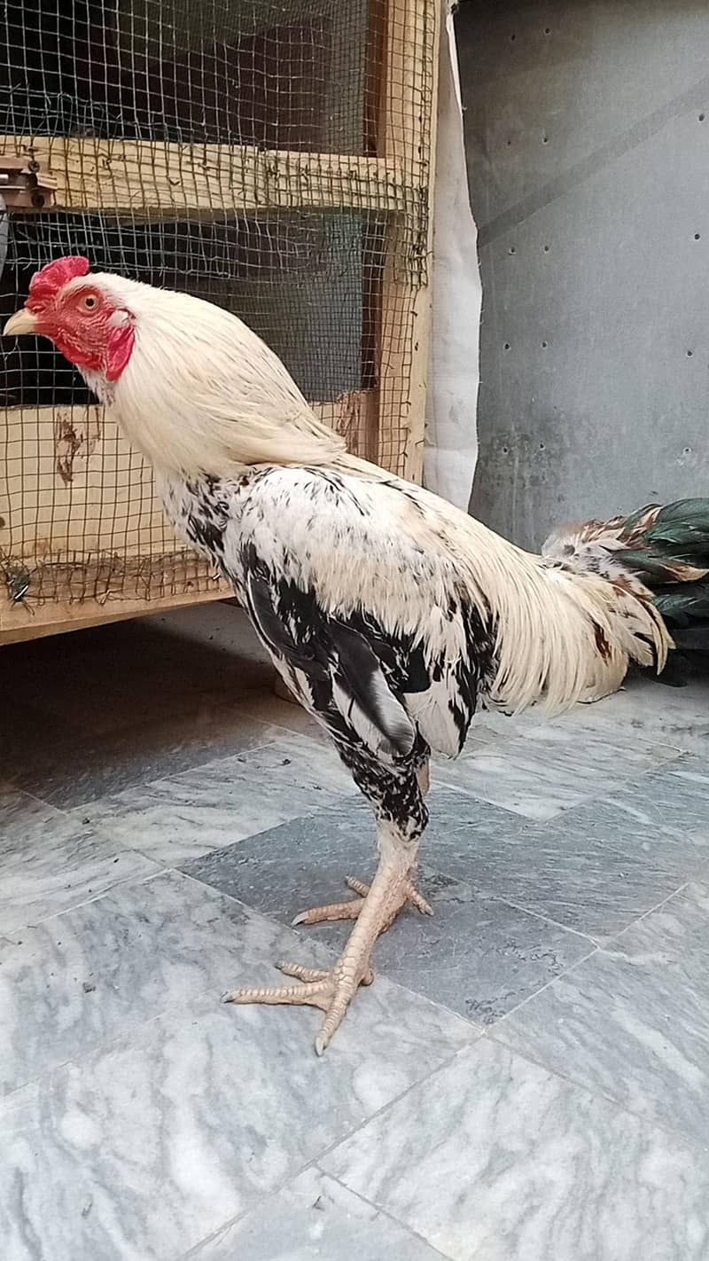 Aseel Java 2 Breeder pairs 9