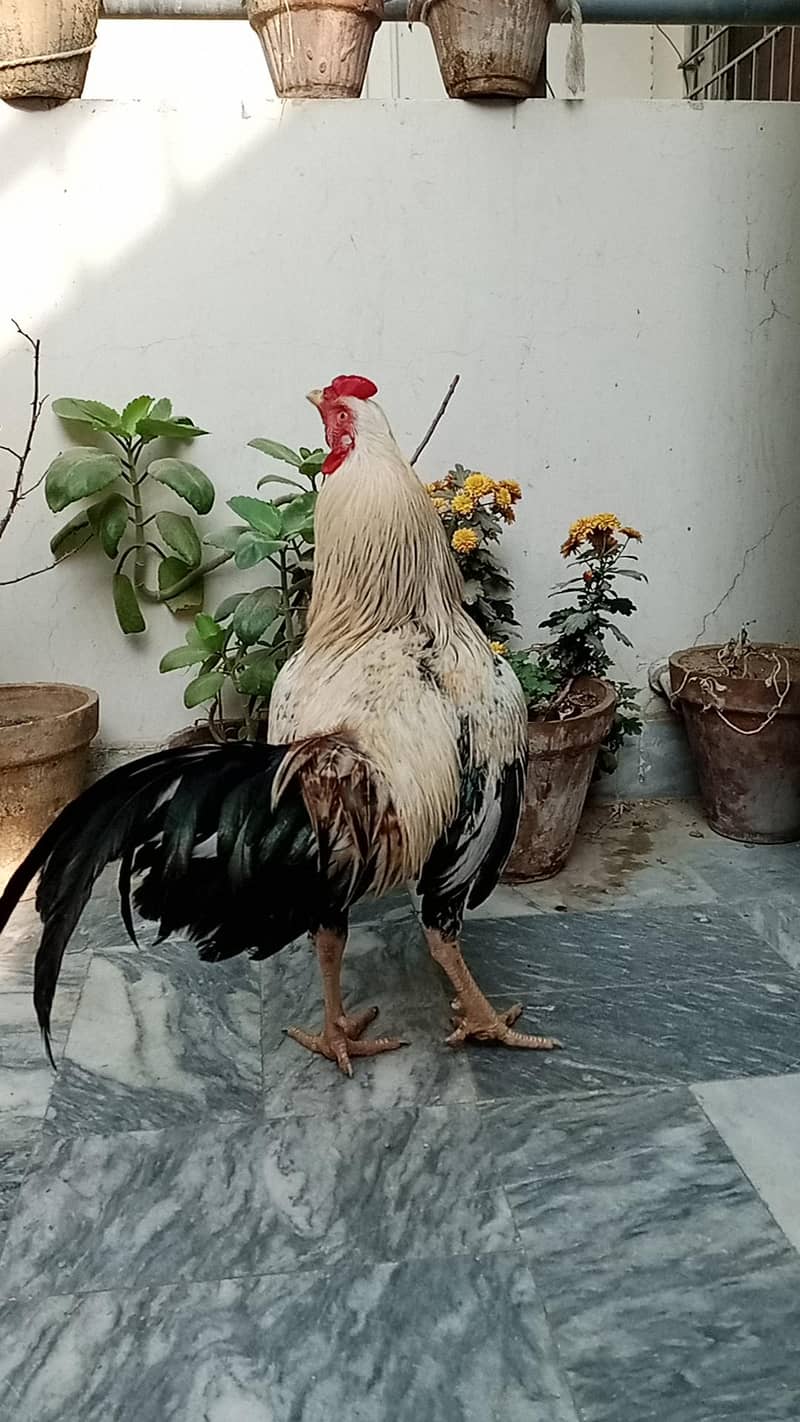 Aseel Java 2 Breeder pairs 11