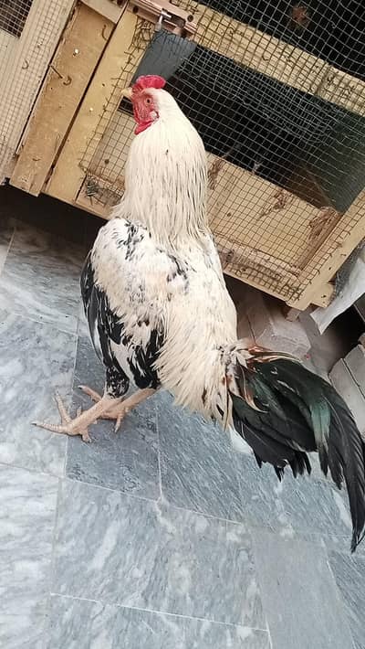 Aseel male female pair breeder sale