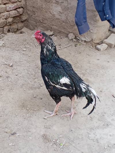 lassani breeder for sale