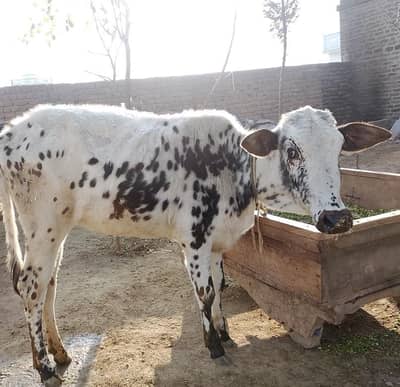 desi cholistani cross