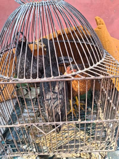 Hens,chicks,desi aseel murgi  multan area ke  03448502692