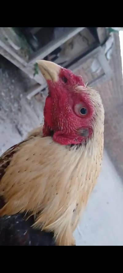 Surga Aseel ( Triple Jhurree Nok ) Intehahi mazboot Face me