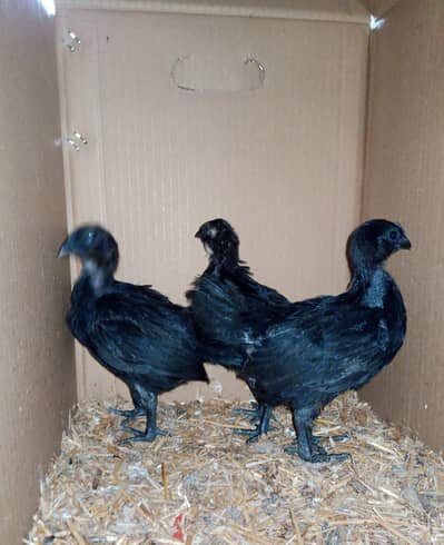 Variety of aseel and ayam cemani chicks available