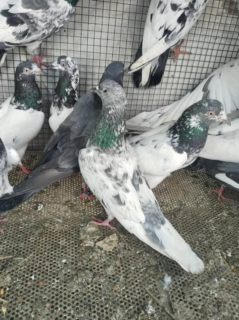 پروازین جوڑوں والے 1