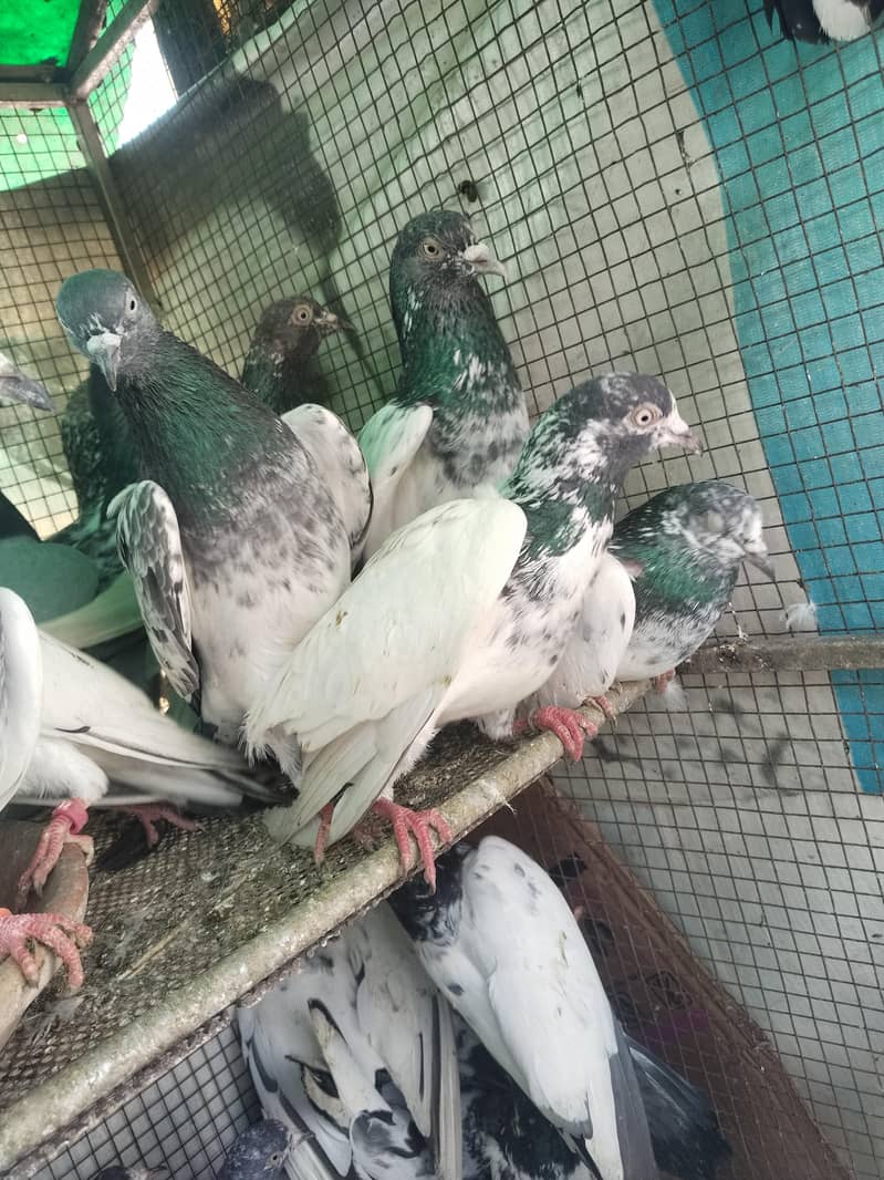 پروازین جوڑوں والے 3