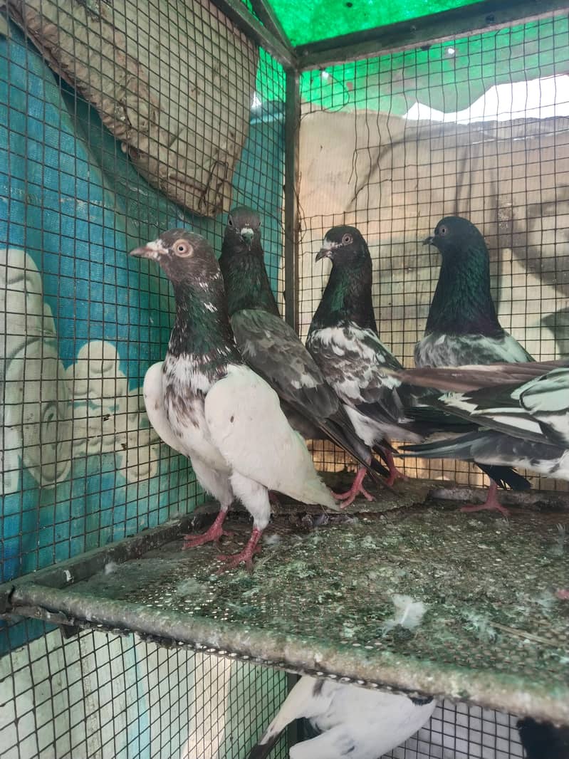 پروازین جوڑوں والے 4