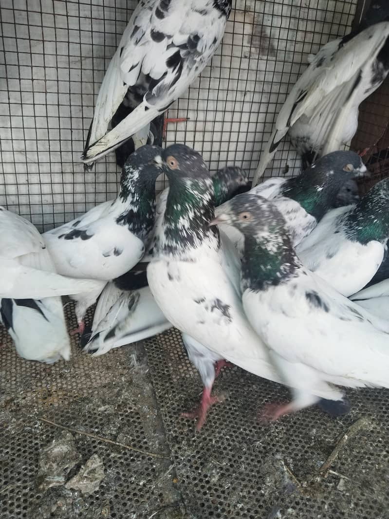 پروازین جوڑوں والے 5