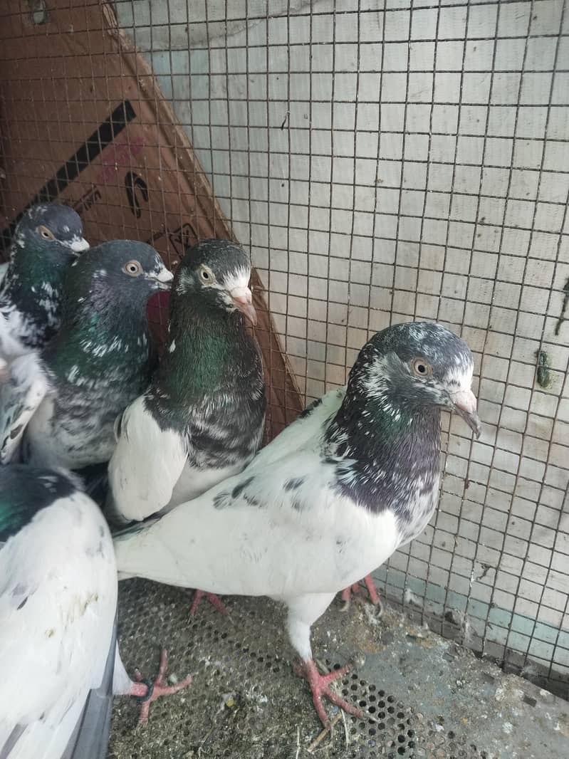 پروازین جوڑوں والے 6